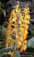Hedychium Gardnerianum