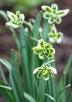 Galanthus Nivalis - Flore Pleno