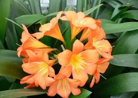 Clivia Miniata
