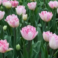 Tulip Double Foxtrot