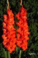 Gladiolus Red - Bulk Landscaping