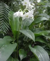 Eucharis x Grandiflora