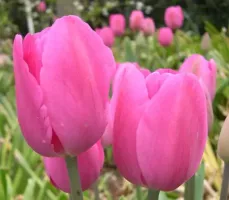 Tulip Triumph Don Quichotte