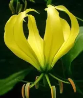 Gloriosa Greenei