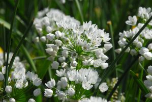 Allium Neapolitanum