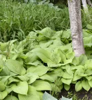 Hosta Guacamole
