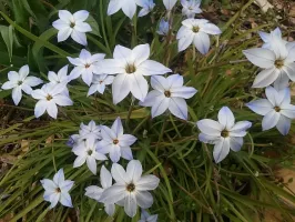 Ipheion Uniflorum