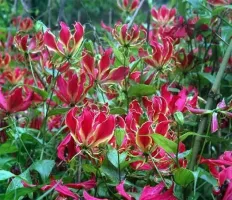Gloriosa S. Himalayan Select