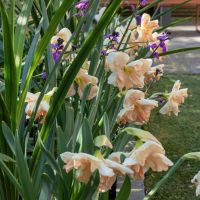 Daffodil Split Cup Apricot Whirl