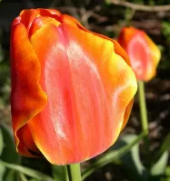 Tulip Darwin Hybrid Apeldoorn Elite