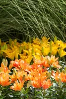 Lily Asiatic Double Mixture