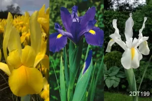 Dutch Iris Collection (90 bulbs)