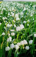 Leucojum Aestivum - Bulk Landscaping