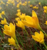 Zephyranthes Citrina