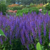 Salvia ‘Violet Riot’ PP26273