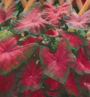 Caladium Fancy Leaf Postman Joyner