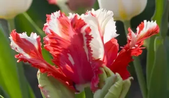 Tulip Parrot Estelle Rijnveldt