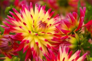 Dahlia Cactus Tahiti Sunrise