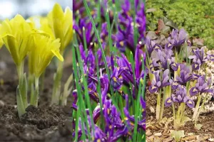 Dwarf Iris Collection (75 bulbs)