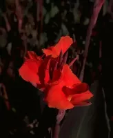 Canna Giant Red King Humbert