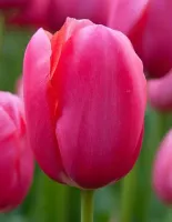 Tulip Single Late Renown