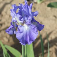 Bearded Iris Reblooming - Victoria Falls (Blue)
