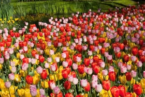 Tulip Darwin Hybrid Mixture