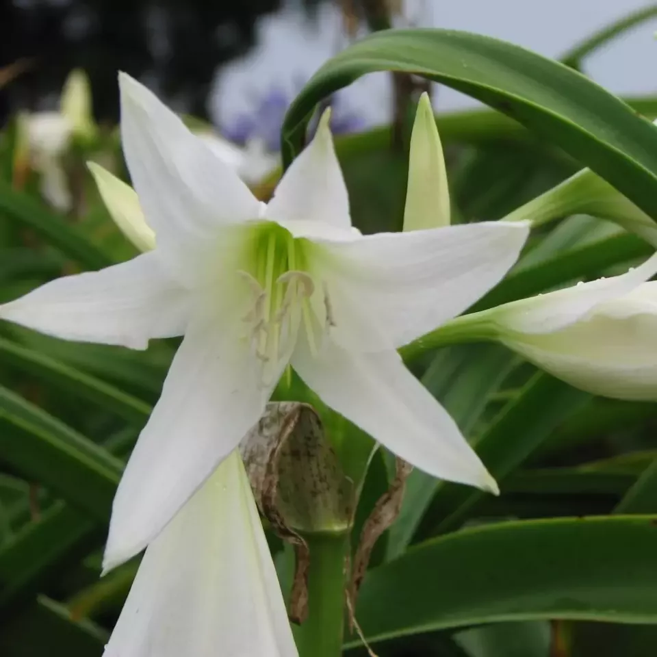 Crinum x Powellii Album Shipping Spring 2026 - Terra Ceia Farms