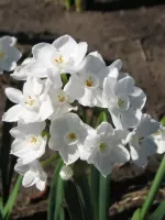 Narcissus Paperwhite Inbal