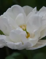 Tulip Double Mount Tacoma