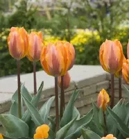 Tulip Triumph Princess Irene