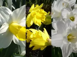 Daffodil Trumpet Collection (60 bulbs)