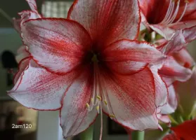 Amaryllis Charisma