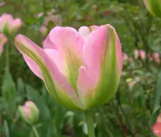 Tulip Viridiflora Greenland