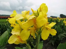 Canna Giant Yellow - Bulk Landscaping