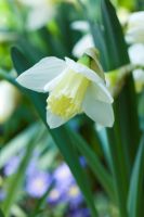 Daffodil Lg. Cup Ice Follies