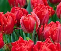 Tulip Double Abba