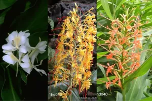 Hedychium Collection (9 plants)