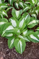 Hosta Night before Christmas
