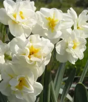Daffodil Double Cheerfulness