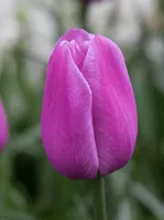 Tulip Single Late Violet Beauty