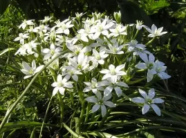Ornithogalum Umbellatum