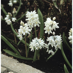 Puschkinia (Striped Squill)
