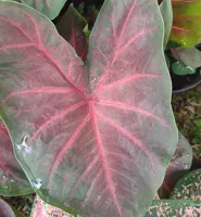 Caladium Fancy Leaf Blaze