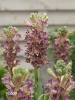 Tuberose Single - Cinderella