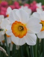 Daffodil Lg. Cup Flower Record
