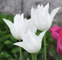 Tulip Lily Flowered White Triumphator