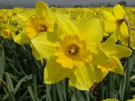 Daffodil Carlton - Bulk Landscaping