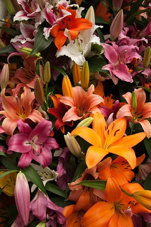 Lily Asiatic Mixture Shipping Spring 2026 - Terra Ceia Farms