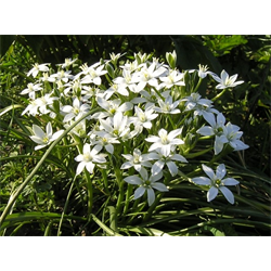 Ornithogalum (Star of Bethlehem)